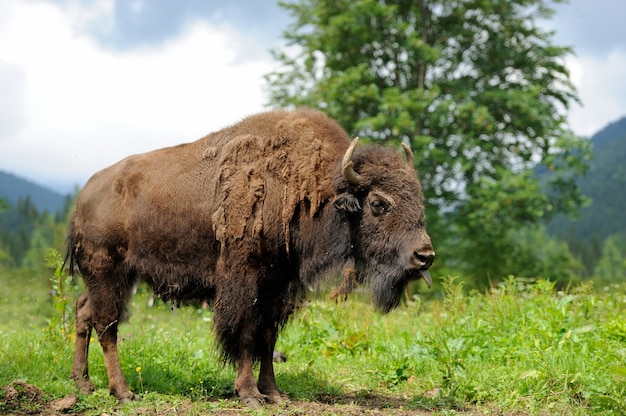 Großes Bison-Männchen im Wald