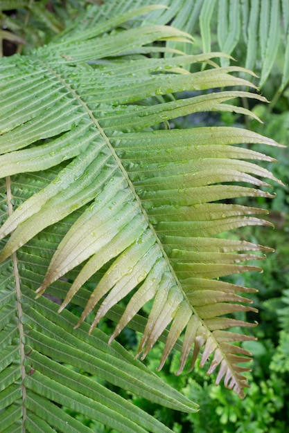 Großes Blatt der tropischen Grünpflanze mit Tautropfen hautnah