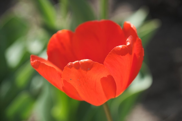 Großes Blumenbeet mit Tulpen aus nächster Nähe Frühlingsblumen