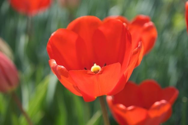 Großes Blumenbeet mit Tulpen aus nächster Nähe Frühlingsblumen