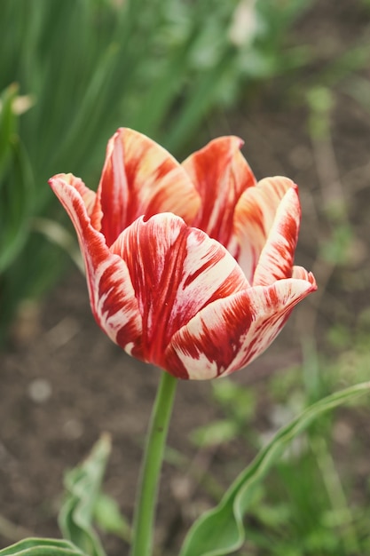 Großes Blumenbeet mit Tulpen aus nächster Nähe Frühlingsblumen