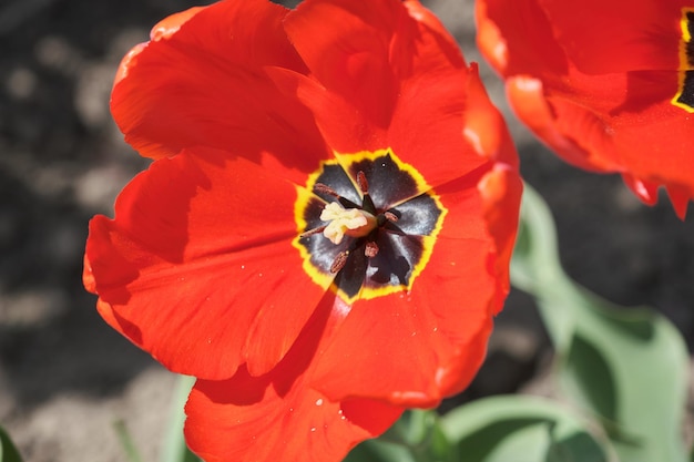 Großes Blumenbeet mit Tulpen aus nächster Nähe