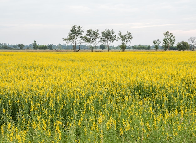 Großes Crotalaria-Feld.