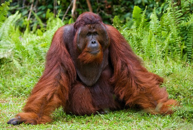 Großes dominantes Männchen sitzt auf dem Gras. Indonesien. Die Insel Kalimantan (Borneo).