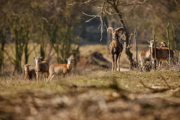 Großes europäisches Mufflon im wilden Waldtier im Naturlebensraum Tschechien