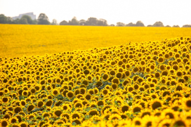 Großes Feld blühender Sonnenblumen im Sonnenlicht. Agronomie, Landwirtschaft und Botanik.