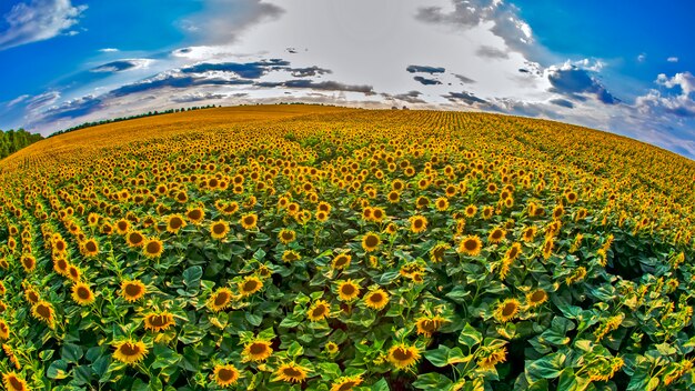 Großes Feld blühender Sonnenblumen im Sonnenlicht. Agronomie, Landwirtschaft und Botanik