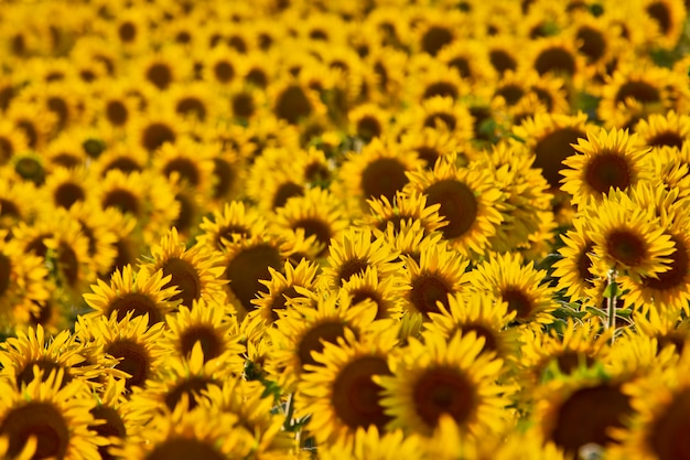 Großes Feld blühender Sonnenblumen im Sonnenlicht