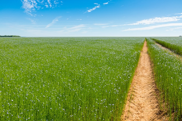 Großes Feld des Flachses in der Blüte im Frühjahr