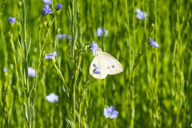 Großes Feld des Flachses in der Blüte im Frühjahr