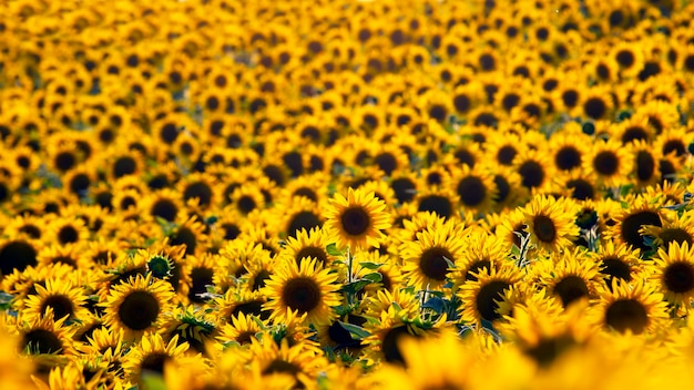 Großes Feld mit blühenden Sonnenblumen. Agronomie, Landwirtschaft