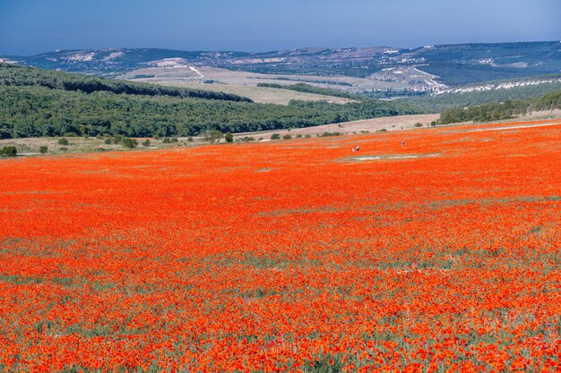 Großes Feld mit roten Mohnblumen und grünem Gras bei Sonnenuntergang schöne feldscharlachrote Mohnblumen mit