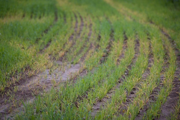 Großes Feld mit Weizen auf dem Land Junge grüne Roggenspitzen in schlanken Reihen Landwirtschaftskonzept