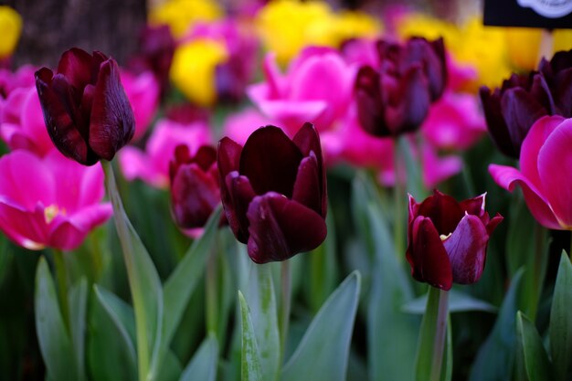 Großes Feld von gelben violetten und roten Tulpen im Garten.