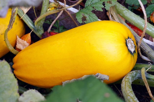 Großes gelbes Gemüsemark im Gartenbett Frisches Bauerngemüse wird im Bio-Bauernhof geerntet