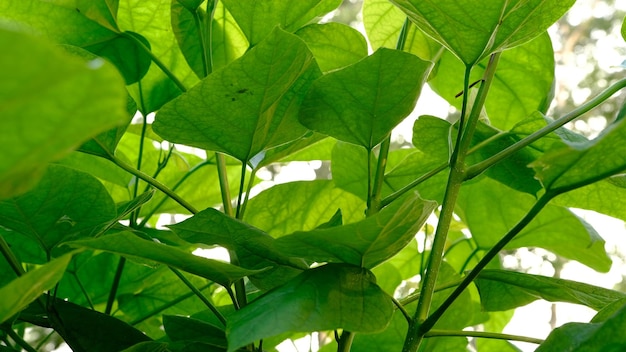 Großes grünes Blatt auf weißem Hintergrund