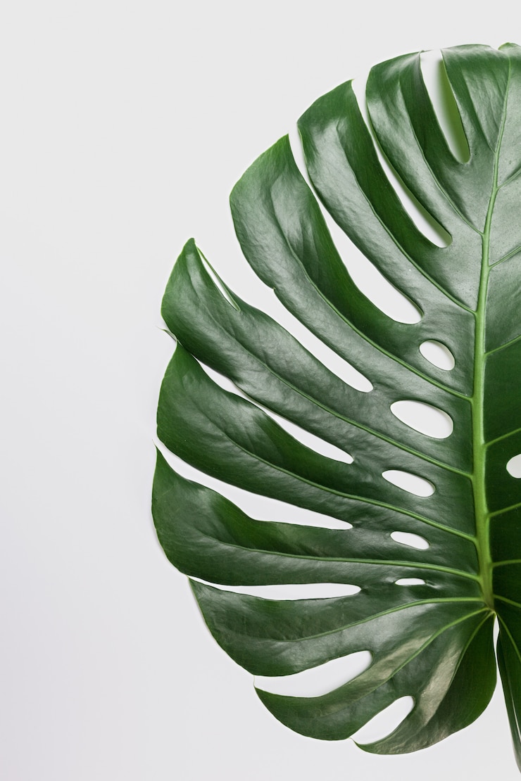 Foto großes grünes blatt der monstera anlage auf weißem hintergrund