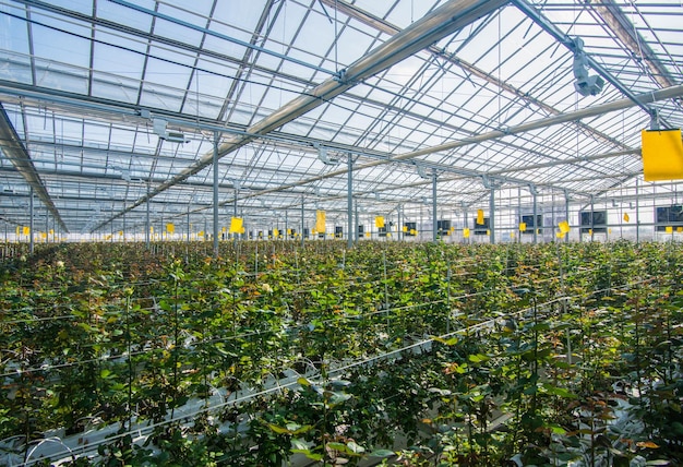 Großes Industriegewächshaus mit holländischen Rosen, der Gesamtplan