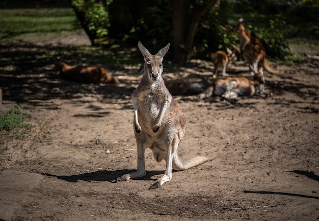 Großes Känguru schaut in den Rahmen