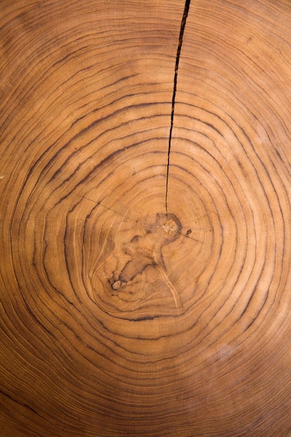 Großes Kreisstück Holzquerschnitthintergrund