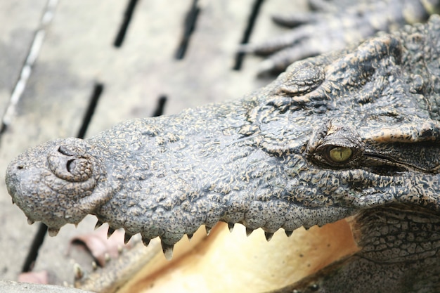 Großes Krokodil auf dem Bauernhof, Thailand