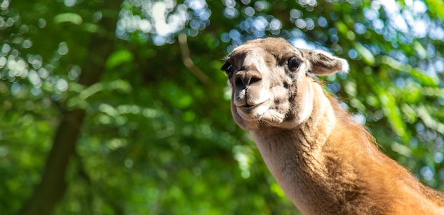 Großes Lama im Zoo Selektiver Fokus