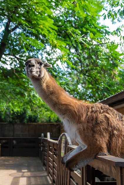 Großes Lama im Zoo Selektiver Fokus