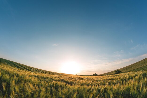 Großes landwirtschaftliches Feld mit grüner Gerste am Abend bei Sonnenuntergang