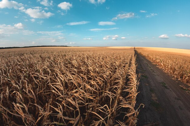 Großes landwirtschaftliches Maisfeld mit reifem Mais, getrennt durch eine unbefestigte Straße bei Sonnenuntergang