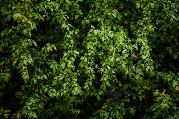 Großes Laub auf einem Baum