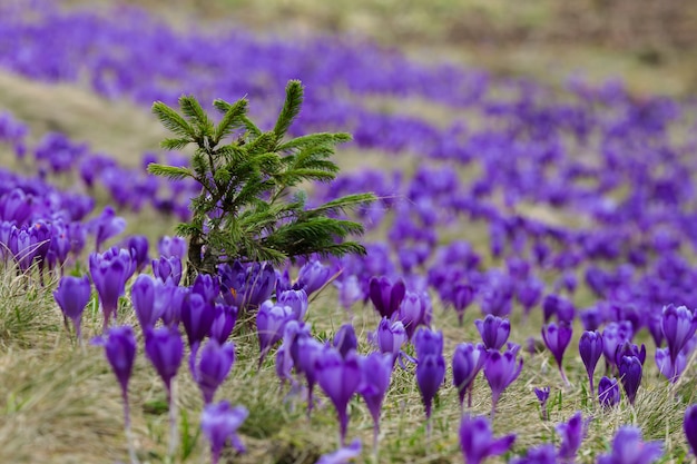 Foto großes lila krokusfeld, safranlichtung im frühjahr