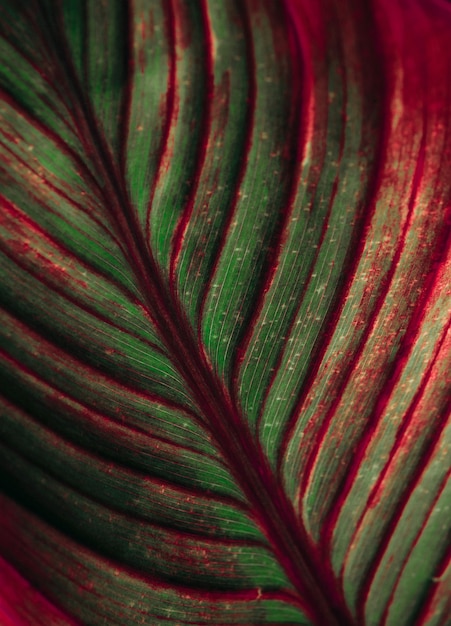 Großes Palmblatt bunt rot grün Nahaufnahme Textur
