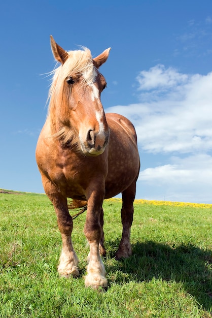 Großes Pferd