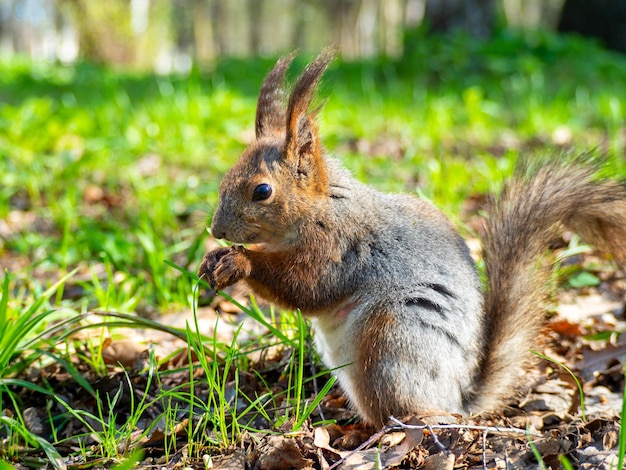 Großes Porträt eines Eichhörnchens, das an einem sonnigen Frühlingstag auf dem grünen Gras im Park sitzt. Nahaufnahme