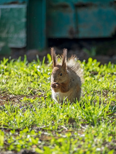 Großes Porträt eines Eichhörnchens, das an einem sonnigen Frühlingstag auf dem grünen Gras im Park sitzt