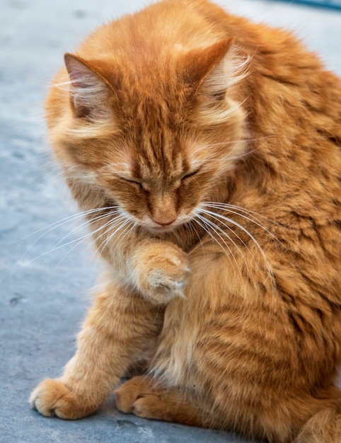 Großes rotes erwachsenes Katzensitzen