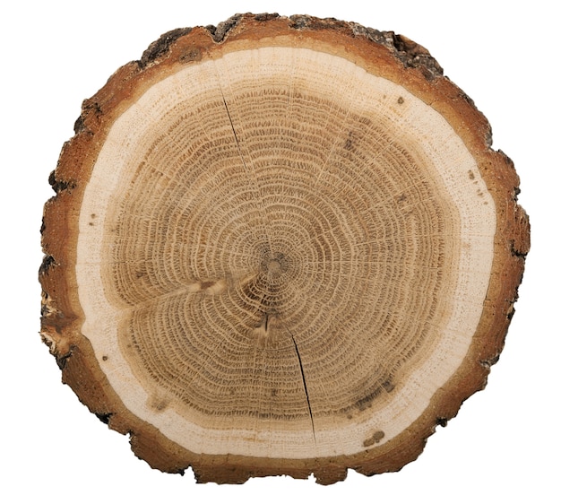Großes rundes Holzstück im Querschnitt mit farbigem Baumring