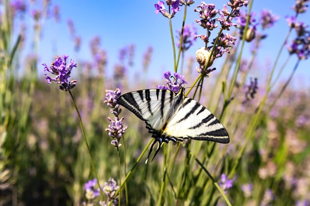 Großes Schmetterlingssegelboot mit weißen Flügeln mit schwarzen Streifen auf einer Lavendelblume in einem Feld an einem sonnigen Tag