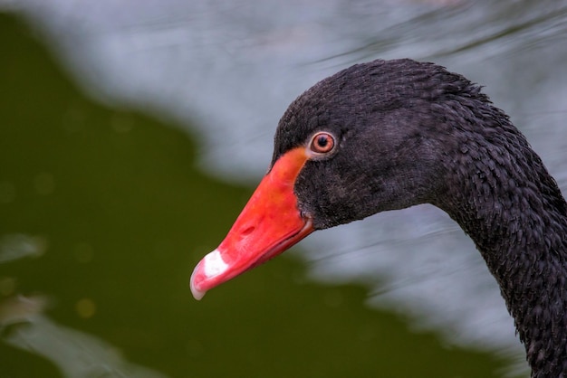 Großes schönes Porträt des schwarzen Schwans des Wasservogels