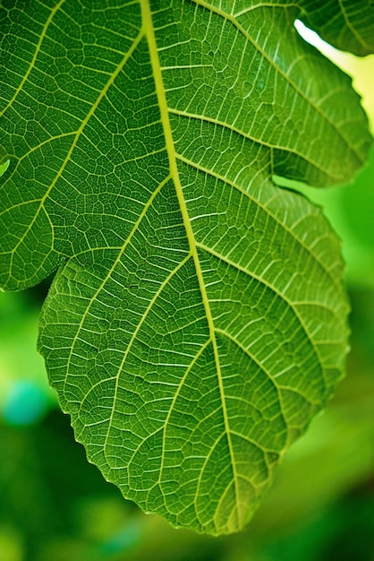 Großes Teil grün strukturiertes Blatt aus Holz oder Pflanze