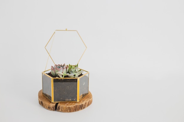 Großes Terrarium mit Sukkulenten auf einem Stück Holz