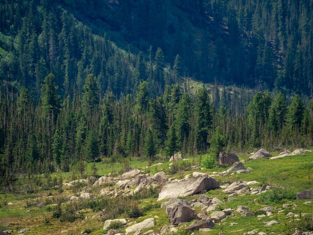 Foto großes waldgebiet in einem bergtal