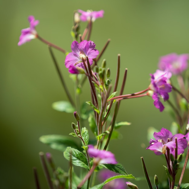 Großes Weidenröschen (Epilobium hirsutum)