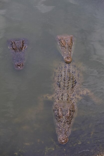 Foto großkopf-krokodil zeigt kopf im fluss