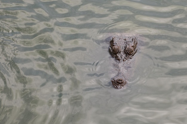 Großkopfkrokodil aus nächster Nähe zeigt Kopf im Fluss