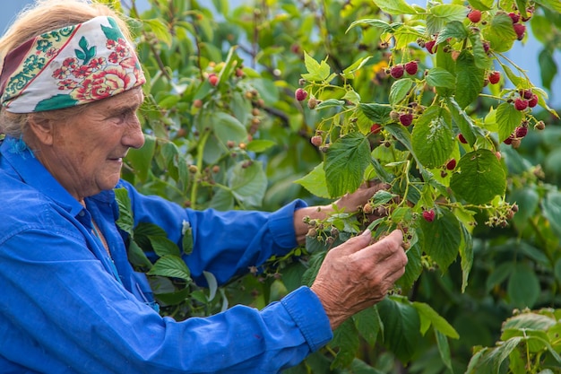 Großmutter erntet Himbeeren im Garten Selektiver Fokus