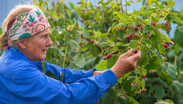 Großmutter erntet Himbeeren im Garten Selektiver Fokus