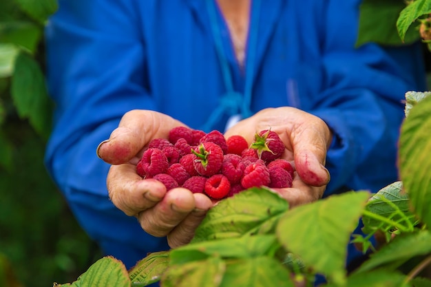 Großmutter erntet Himbeeren im Garten Selektiver Fokus