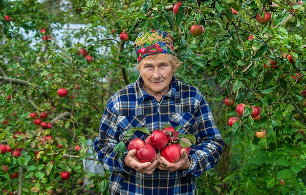 Großmutter erntet Äpfel im Garten Selektiver Fokus