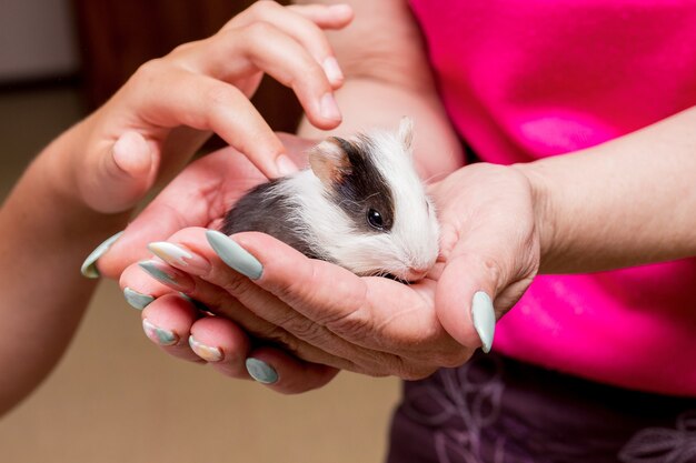 Großmutter hält das Meerschweinchen an den Händen, und die Enkelin streichelt das Tier